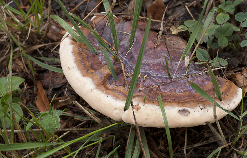 Ganoderma adspersum